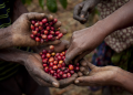 Café-de-uganda-aranceles-de-trump-exportaciones-africanas-producción-cafetera - Especies Políticas