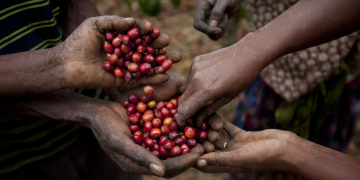 Café-de-uganda-aranceles-de-trump-exportaciones-africanas-producción-cafetera - Especies Políticas