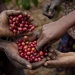 Café-de-uganda-aranceles-de-trump-exportaciones-africanas-producción-cafetera - Especies Políticas