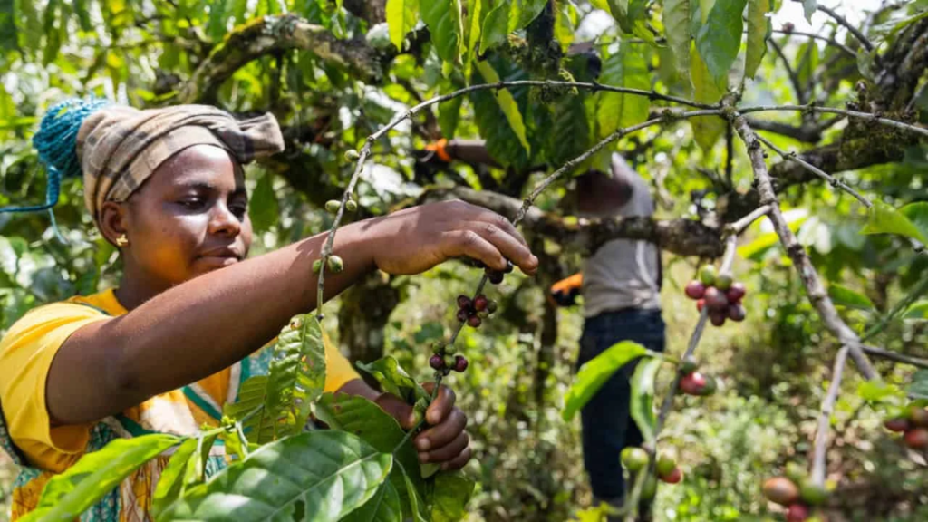 Café-de-uganda-aranceles-de-trump-exportaciones-africanas-producción-cafetera-áfrica