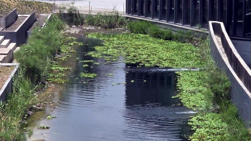Canal Urbano Con Paredes De Hormigón, Plantas Acuáticas a Lo Largo De Los Bordes Y Un Edificio Con Fachada De Cristal a La Derecha. - Especies Políticas
